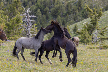 Wild Horse Stallions Fighting in the Pryor Mountains Montana in Summer