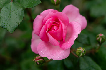 Scarlet rosebud in the garden, view from above, close-up.