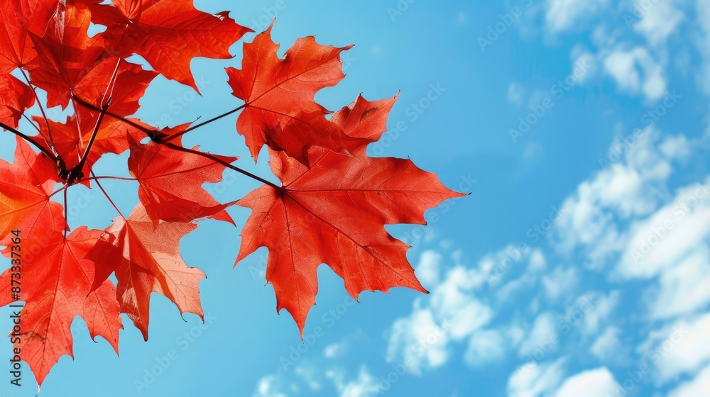 Sticker Red maple leaves against a blue sky