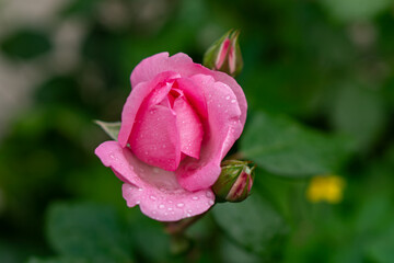 Scarlet rosebud in the garden, view from above, close-up.