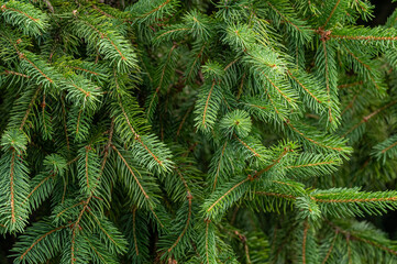tło z zieleni, gałęzi drzew, naturalne do projetu © Henryk Niestrój