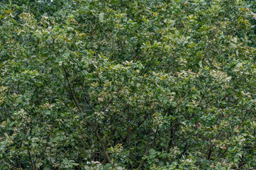 tło z zieleni, gałęzi drzew, naturalne do projetu