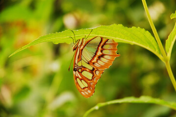 Malachite butterfly - Siproeta stelenes is a neotropical butterfly that sits on a leaf.