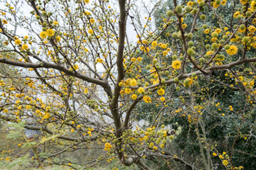 A tree with yellow flowers is in the foreground