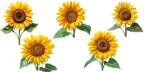 A vibrant and translucent sunflower bloom.