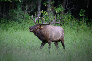 elk in a meadow