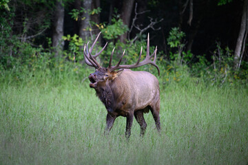 bull elk in park national park