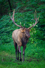 Bull Elk in Forest
