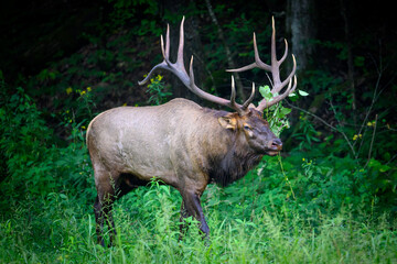 bull elk in the woods