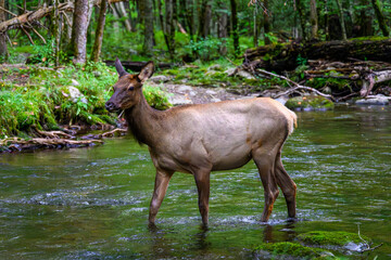 Female Elk Standing in River