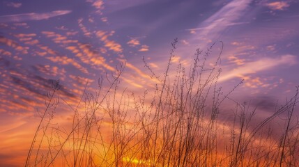 Fototapeta premium An amazing cloudscape where thin cirrus clouds stretch like delicate tendrils across a brilliant orange and purple sunset.