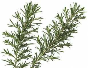 Fototapeta premium A single sprig of fresh rosemary isolated on a white background, perfect for culinary websites, food blogs, or natural health articles.