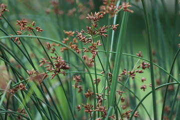Schoenoplectus lacustris. The lake shore bulrush or common club rush. Background.