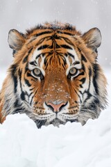 Fototapeta premium Close-up of a tiger's face in the snow with a white background