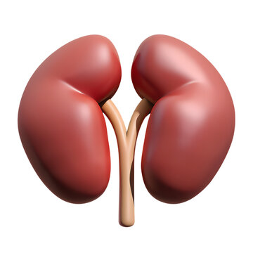 Human kidneys structure 3d icon on the transparent background