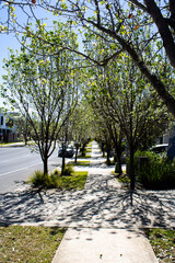Captivating urban scene in Parramatta, NSW, Australia. Tree-lined footpath flanked by charming houses, creating a picturesque streetscape. Ideal for conveying suburban tranquility