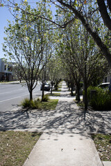 Beautiful walk way in front of houses. Mixture of shade and light. Excellent view. 