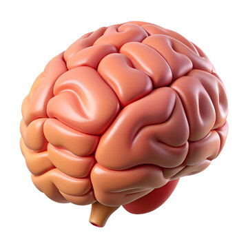 Human brain hemispheres organ structure 3d icon on the transparent background
