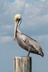 A vertical profile of an adult eastern brown pelican, Pelecanus occidentalis, perched on a weathered pier piling with a blue sky and clouds in the background.