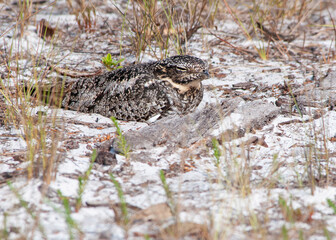 A common nighthawk, Chordeiles minor, sits on her nest on the open ground in a coastal upland, well camouflaged by the color and pattern of her feathers.