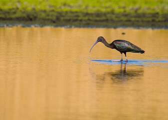 A adult glossy ibis in iridescent breeding plumage forages in golden sunlit water. Drops of water...