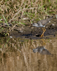 A lesser yellowlegs in breeding plumage is foraging at the water's edge in a grassy marsh. Its reflection is visible in the water.