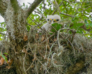 Two cute fluffy white chicks of a Red-shouldered hawk are in a nest made of twigs and moss in an oak tree. They are peering out of the nest. © Donna Bollenbach