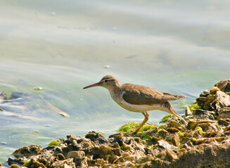 A portrait of a spotted sandpiper on a rocky shore. The spots of the breast and the season indicates it is beginning to get its breeding plumage. Note the downward turned tail in mid-bob.