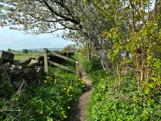 Narrow footpath, leading past fields, and trees, with hills in the far distance, on the outskirts of, Wilsden, UK
