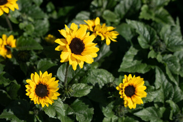 Obraz premium Sunflower