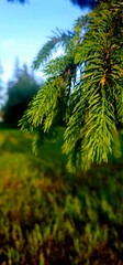 fern in the forest © ajay