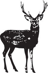 Deer Sketch on black and white