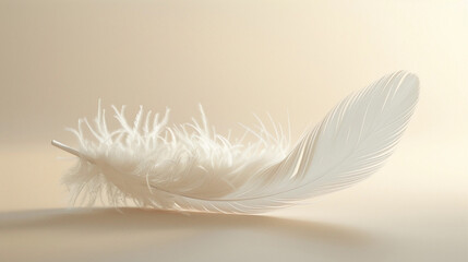 Fototapeta premium feather on a light background