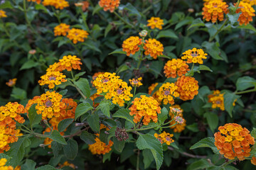 Lantana camara (Tree verbena) is a species of flowering plant from the verbena family native to the American tropics.