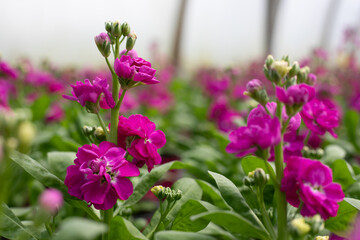Fototapeta premium Matthiola