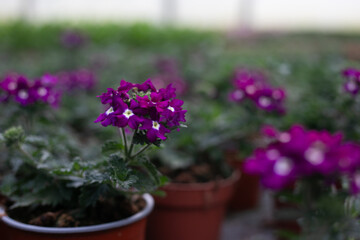 Purple verbena