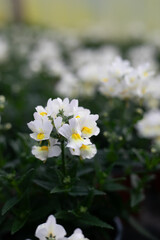 Nemesia vanilla