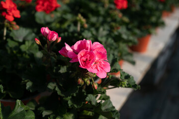 Pelargonium in greenhouse