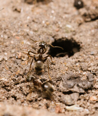 ant on the ground