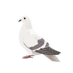 Fototapeta premium Dove Minimalist fashion cartoon isolated whitebackground