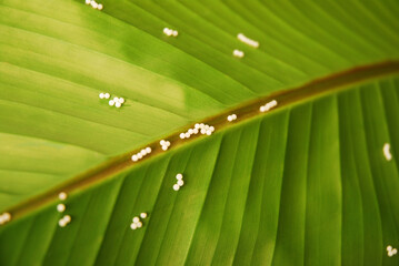 White butterfly eggs laid on the leaf. Butterfly reproduction.