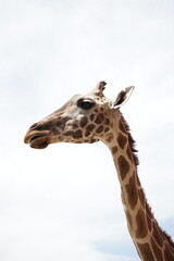portrait of a giraffe