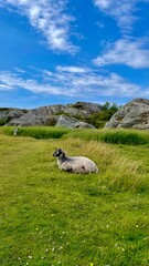 Owca leży na zielonej łące u podnóża sklaistych wzgórz © Kinga