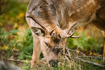 Fallow Deer Doe female Or Dama Dama Grazes In Meadow At Edge Of Forest. European Wildlife Nature. Wild Animals Of Europe, America And Scandinavia. Young Fallow Deer