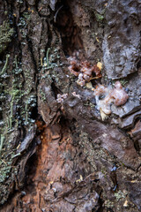 Pitch Tube on a Pine Tree Created by a Pine Beetle. Strong evidence this tree might be infected.