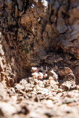 Pitch Tube on a Pine Tree Created by a Pine Beetle. Strong evidence this tree might be infected.