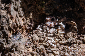 Pitch Tube on a Pine Tree Created by a Pine Beetle. Strong evidence this tree might be infected.