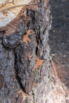 Bore dust a reddish sawdust like substance known as frass could be an indication of Pine Beetle activity
