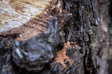 Bore dust a reddish sawdust like substance known as frass could be an indication of Pine Beetle activity