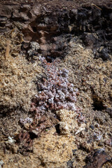 Bore dust a reddish sawdust like substance known as frass could be an indication of Pine Beetle activity